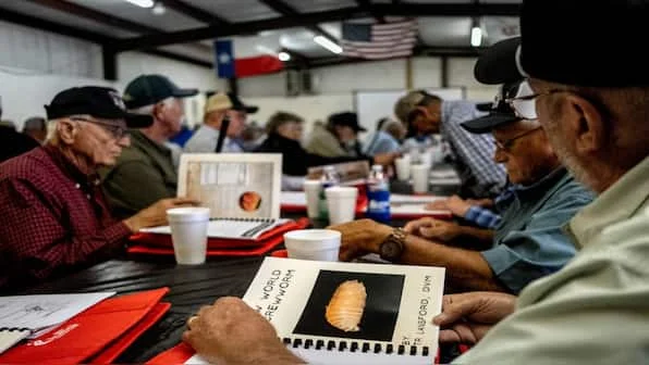 Flesh-eating screwworm found in Mexico, just 31 miles away from American border, prompts concerns among USDA