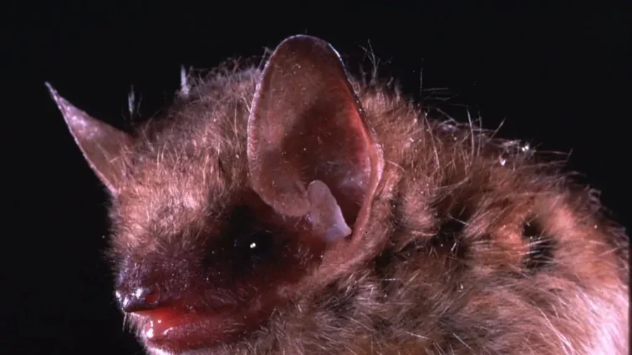 Canadian Boy, 11, Dies of Rabies After Bat Lands on His Face