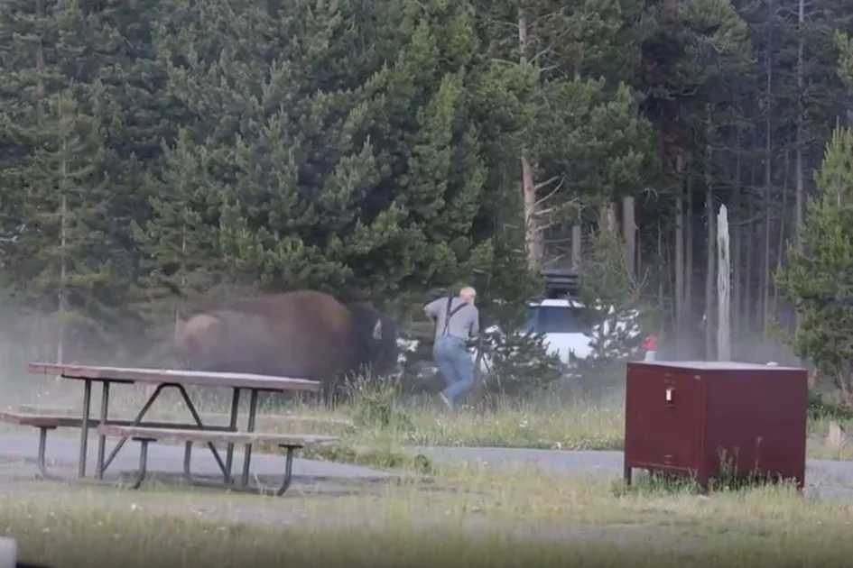 Massive Bison Tosses Grandfather Several Feet into the Air at Yellowstone, Seriously Injuring the Tourist