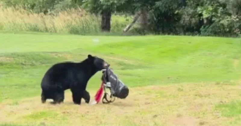 Bear steals golfers’ clubs at British Columbia course, video goes viral