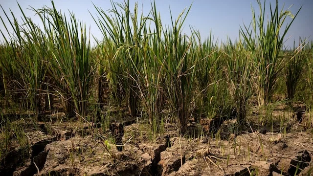Strong El Niño could push 49 million more people into acute hunger, UN agency says