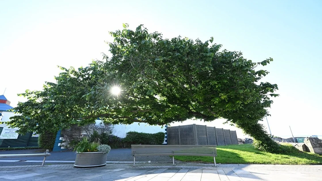 The 'Bendy Tree' in Newcastle, Northern Ireland, which has won UK Tree of the Year 2026