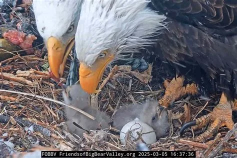 Truth Behind Jackie the Bald Eagle's Death Revealed: Bird Flu & Cremation (2026)