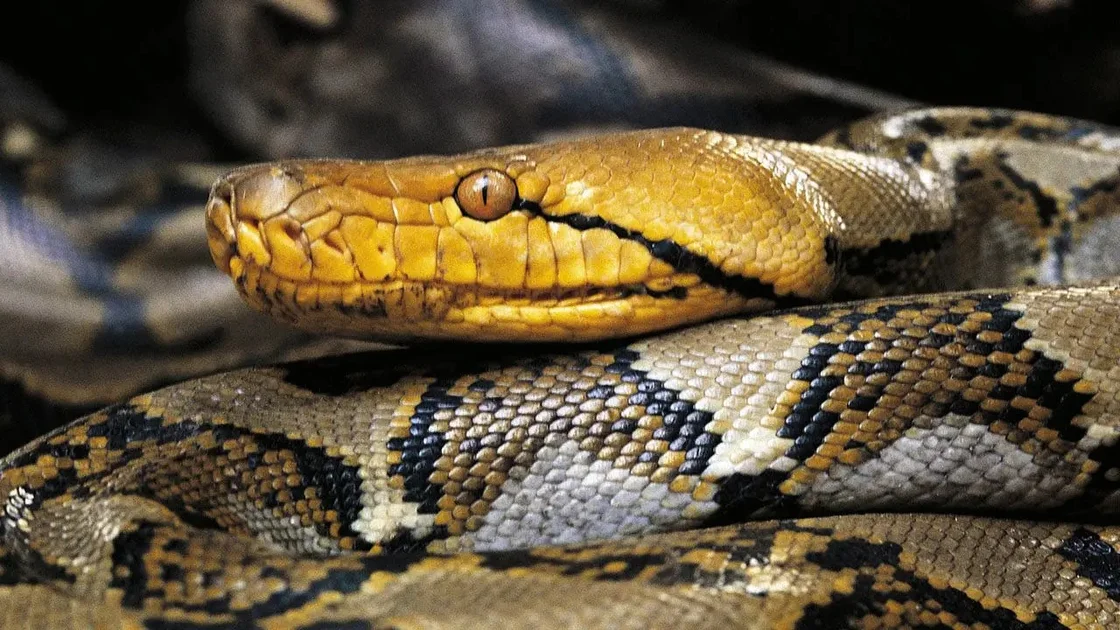 Incredible Python Capture in Puerto Rico! 18-Foot Monster Snake Caught (2026)